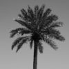 Three palm trees