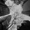 Buildings Trees
